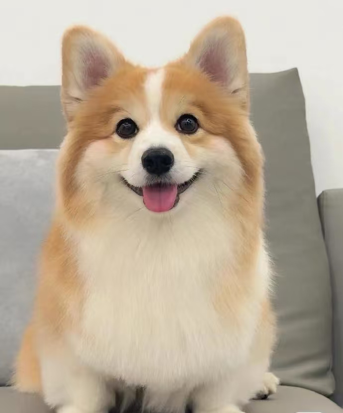 聪明可爱的小短腿